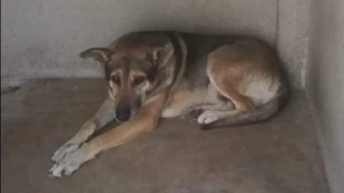 PERROS PACHUCA